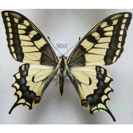 Papilio machaon Linnaeus, 1758 Czech 62mm90d